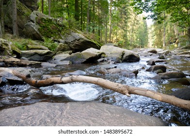 River flows through deciduous forest