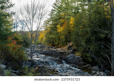 A river flows through the forest.