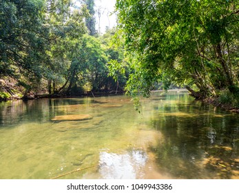 River in forest