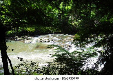 River in the forest