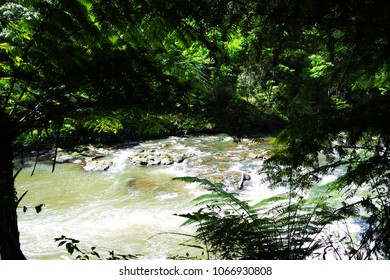 River in the forest