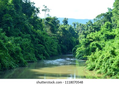 River in the forest