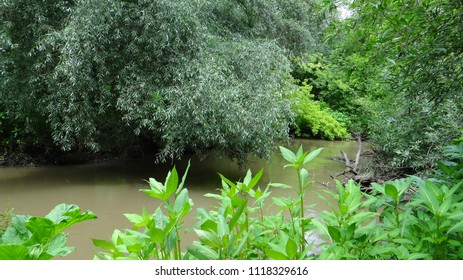 River in the forest