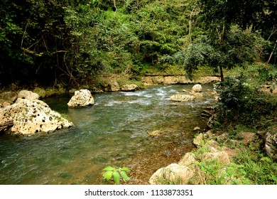 River in  the forest