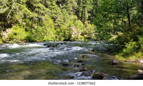 River in the Forest