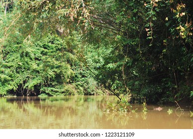 a river in the forest