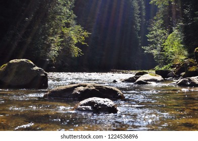 River in forest
