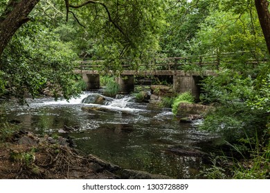 river in the forest