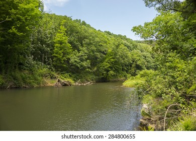 River in forest