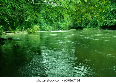 river in the forest