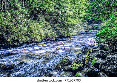 river in a forest