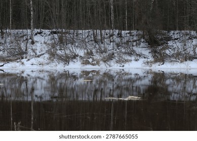 a river in the forest at the beginning of winter