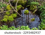 River in a forest park. Plants, moss, green grass. Reflections on water. Spring, early summer. Environment climate ecology ecosystems, pure nature. Idyllic landscape. High angle view.
