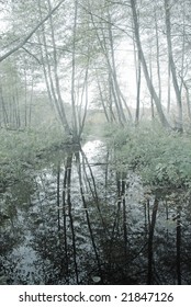 river in forest with reflection of trees
