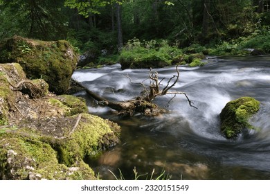 river in the forest with a root