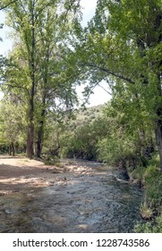 River in a forest surrounded by trees