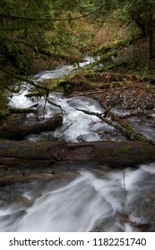 River in the Forrest