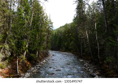 River in forrest