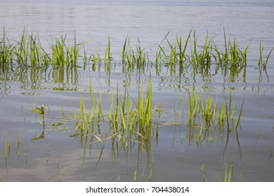 River grass