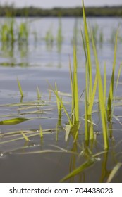 River grass