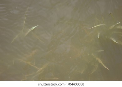 River grass
