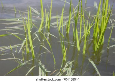 River grass