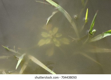 River grass