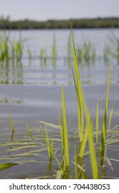 River grass