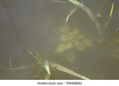 River grass