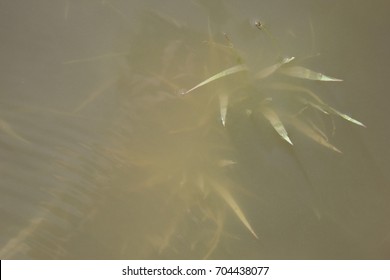 River grass