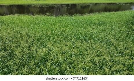 river grass