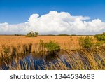 River of Grass with big white clouds in blue sky in Big Cypress National Preserve on Tamiami Trail in southwestern Florida