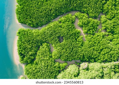 River and green forest mangrove. Beautiful natural scenery of river in southeast Asia tropical green forest, aerial view drone shot. - Powered by Shutterstock