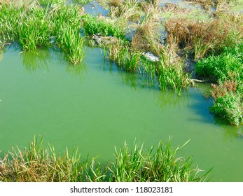 River with green water and plants - Shutterstock ID 118023181