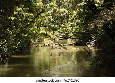 River In Gunung Mulu National Park