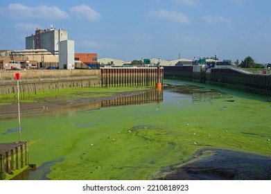 The river Haven in Boston is covered in green weed at low tide with the docks in the background