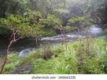 River At High Water Mark