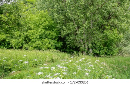 River Ibar By Big Kars With Blossom Nature.