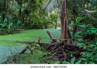 River In A Jungle Of Madidi National Park, Bolivia