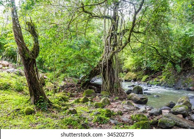 River In The Jungle Of Panama, El Valle De Anton
