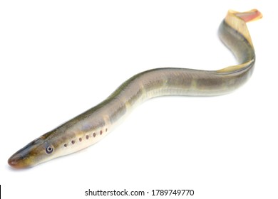 River Lamprey, Isolated On A White Background, A Species Of Predatory Jawless Fish In The Family Lampreys