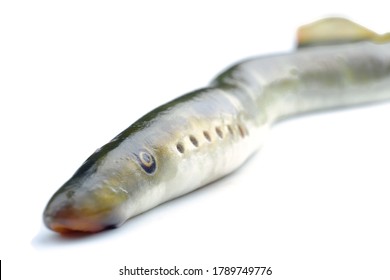 River Lamprey, Isolated On A White Background, A Species Of Predatory Jawless Fish In The Family Lampreys