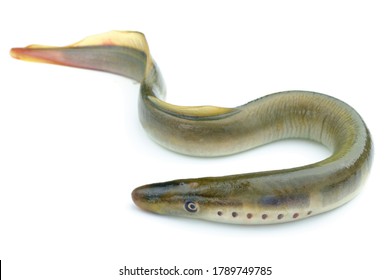 River Lamprey, Isolated On A White Background, A Species Of Predatory Jawless Fish In The Family Lampreys