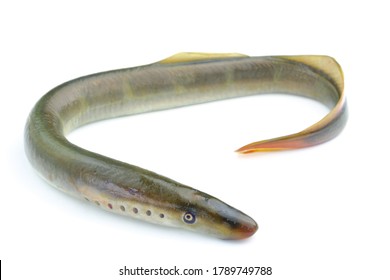 River Lamprey Isolated On White Background Stock Photo 1789749788 ...