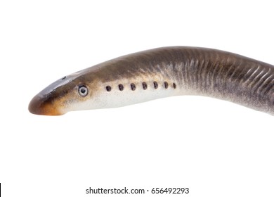 River Lamprey Isolated On White Background Stock Photo 656492293 ...