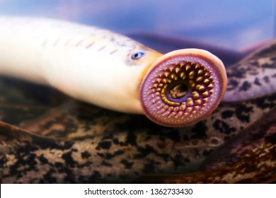 river lamprey lamprea close up  a species of parasitic  predatory  jawless fish , lampern  lampetra in Galicia Spain