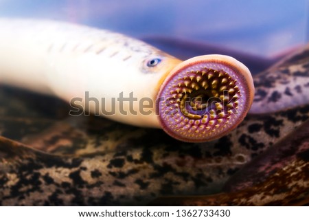 river lamprey lamprea close up  a species of parasitic  predatory  jawless fish , lampern  lampetra in Galicia Spain