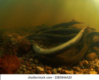 River Lamprey Spawning 