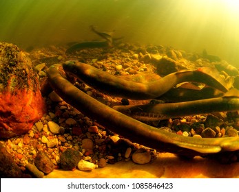 River Lamprey Spawning 