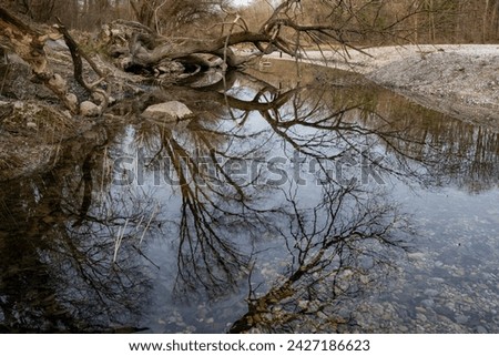River landscape: quiet branch of the Isar near Munich, Germany.  Reflection of an uprooted tree in the water.  Clear water, river bank and pebble bank